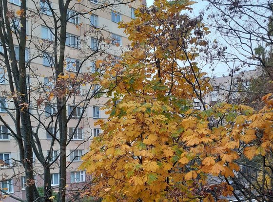 Аренда двухкомнатной квартиры - Гражданский проспект, д.123, корп.2 
