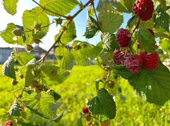 Продажа участка - деревня Иннолово, Вознесенская улица