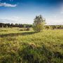 Продажа участка - ДНТ Стремление территория, Березовая аллея