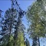 Продажа участка - Всеволожск, Пушкинская улица