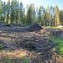 Продажа участка - городской поселок Рощино, Лесная улица