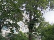 Продажа трехкомнатной квартиры - Россия, Санкт-Петербург, Московское ш., 8 