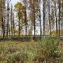 Продажа участка - Всеволожский район, Массив Скотное территория