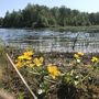 Продажа участка - Выборг