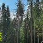 Продажа участка - городской поселок Рощино, Лесная улица
