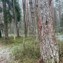 Продажа участка - городской поселок Рощино, Молодёжная улица