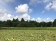 Продажа участка - Россия, Ленинградская область, Гатчинский район, Новая (Елизаветинское с/п) д.