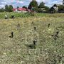 Продажа участка - деревня Лисино, Луговая улица