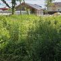 Продажа участка - поселок Ленинское, Ленинское п
