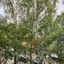 Продажа трехкомнатной квартиры - Просвещения проспект, д.30, корп.1 