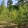 Продажа участка - поселок Ленинское, Ленинское п