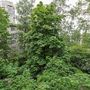 Продажа двухкомнатной квартиры - Большевиков проспект, д.79, корп.1 
