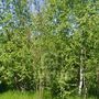 Продажа участка - поселок Ковалево, Речная улица