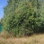 Продажа участка - деревня Светлое, Береговая улица