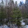 Продажа участка - поселок Ленинское, Ленинское п