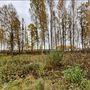 Продажа участка - Всеволожский район, Массив Скотное территория